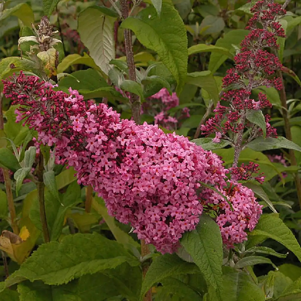 BUDDLEJA davidii 'Pink Delight'