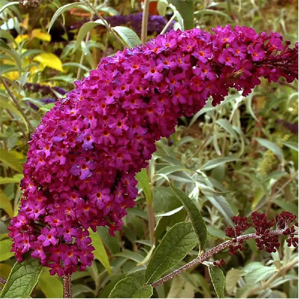 BUDDLEJA davidii 'Royal Red'