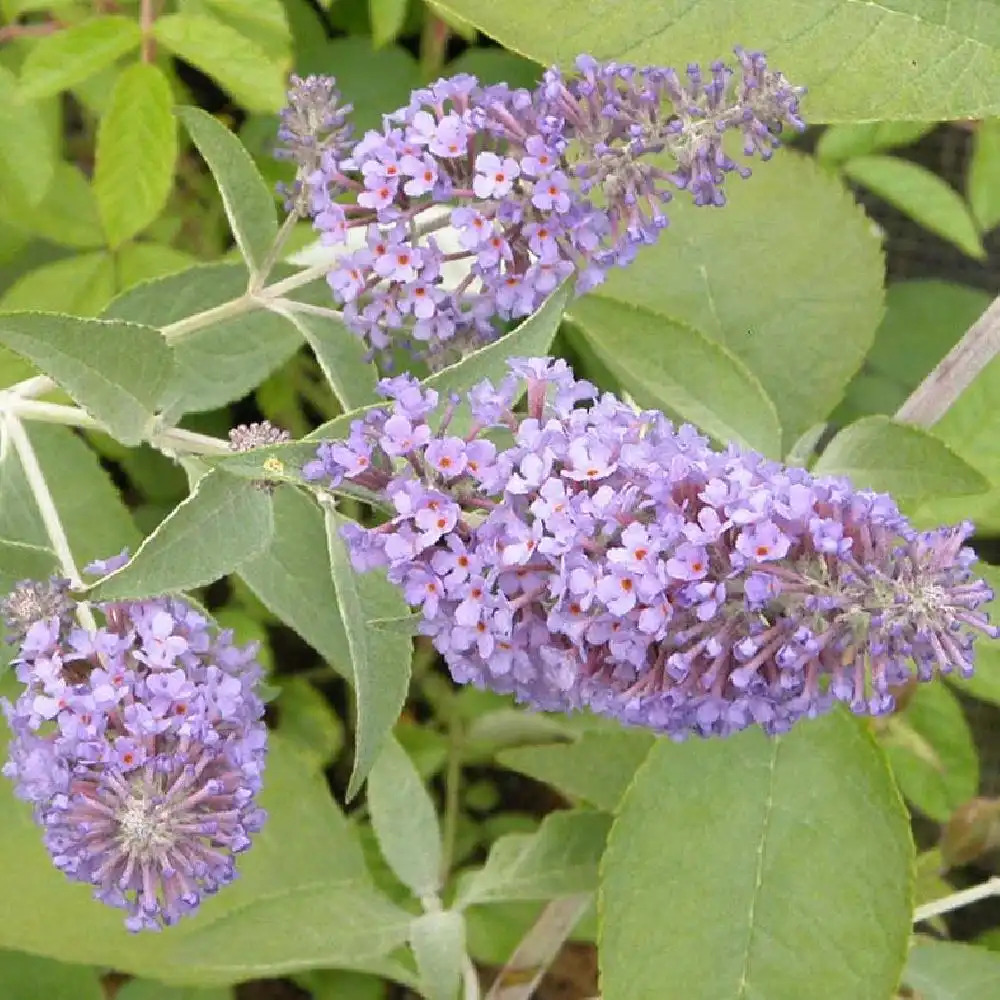 BUDDLEJA 'Lochinch'