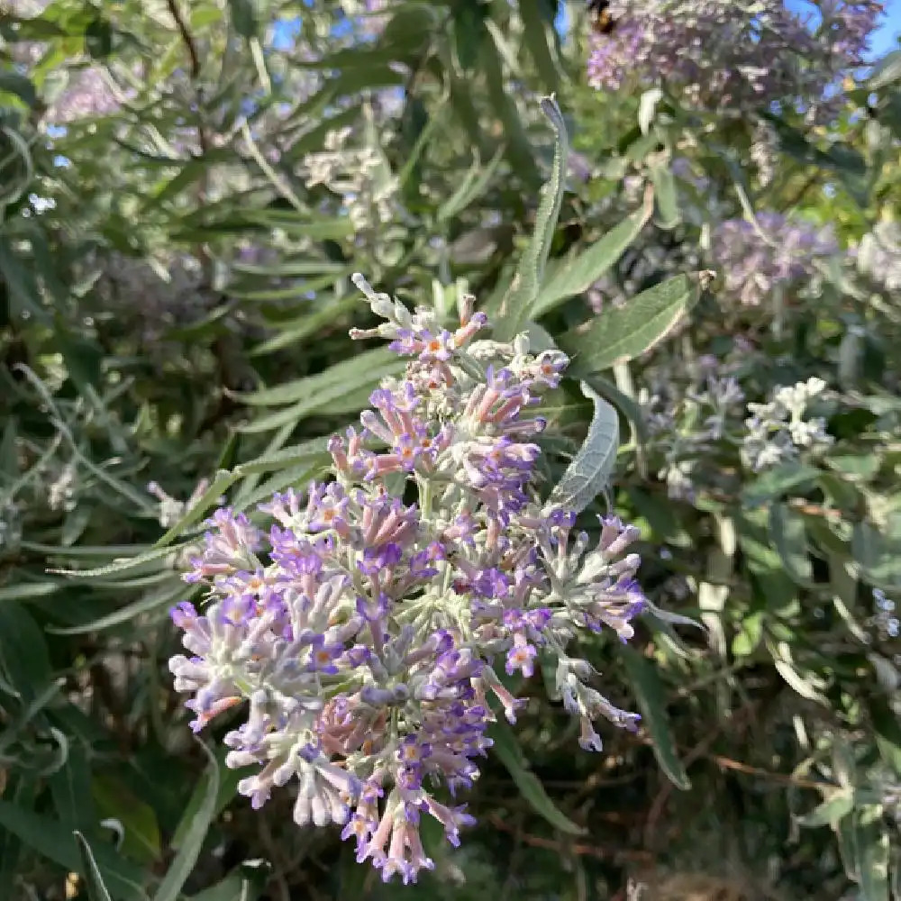 BUDDLEJA salviifolia