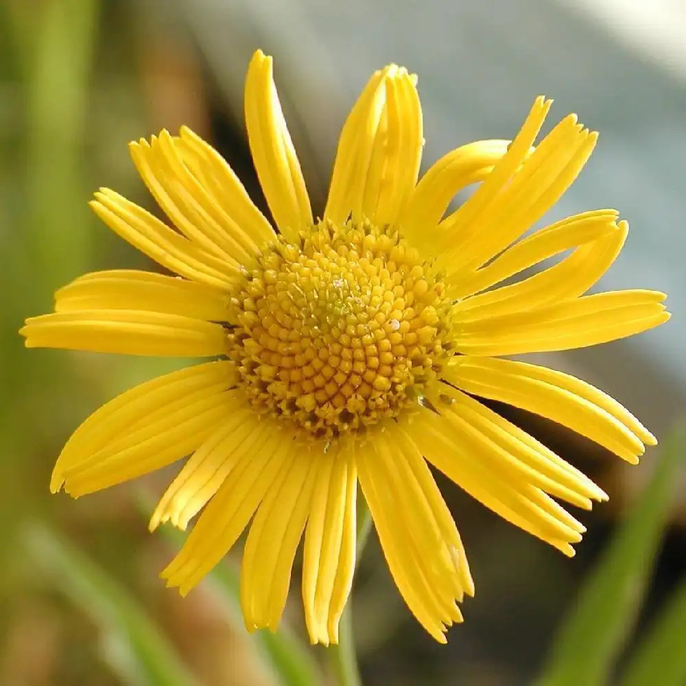 BUPHTALMUM salicifolium.' image 2