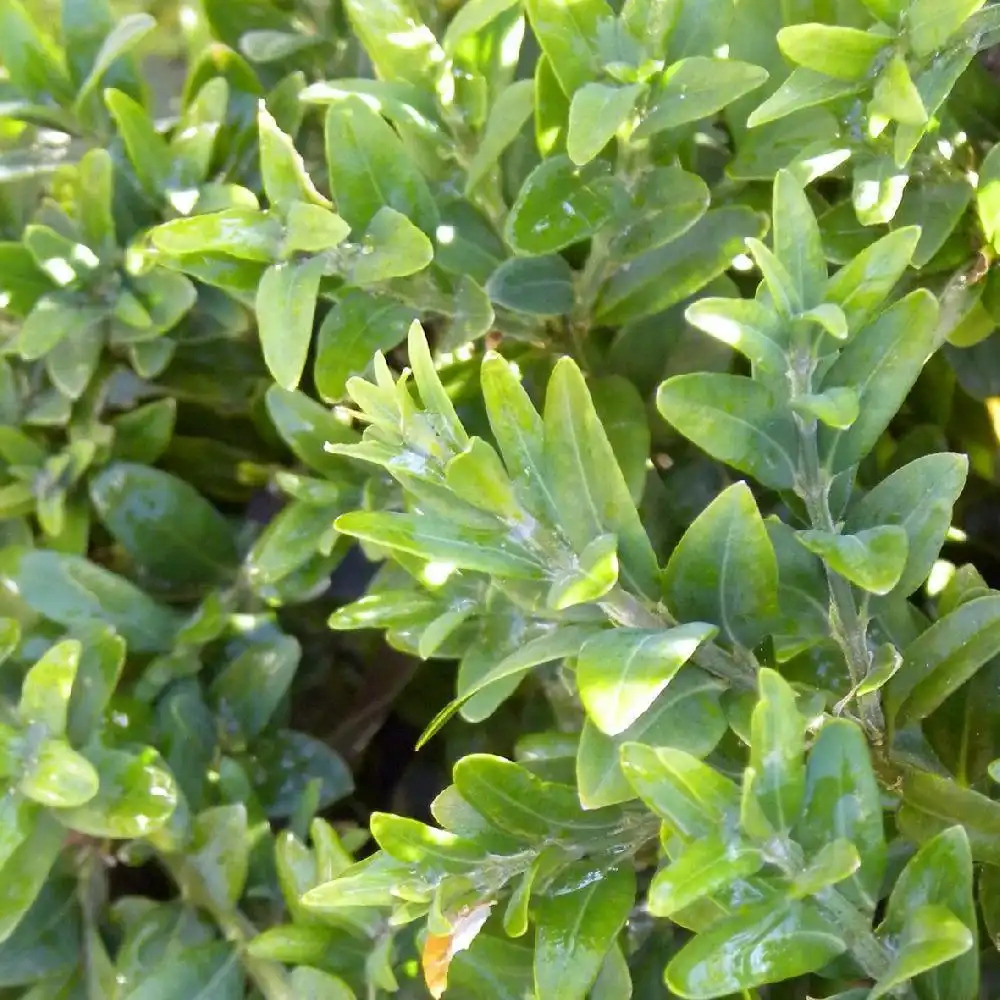 BUXUS sempervirens 'Microphylla'