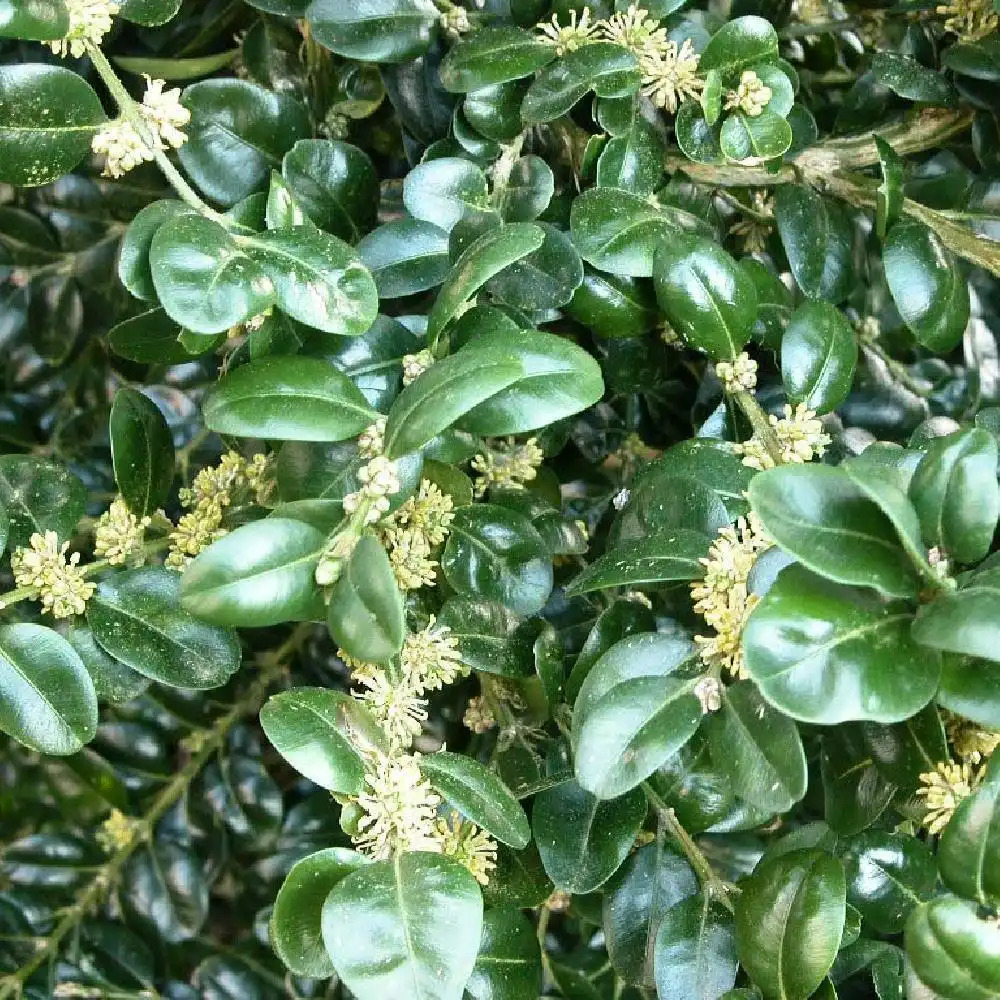 BUXUS sempervirens 'Rotundifolia'