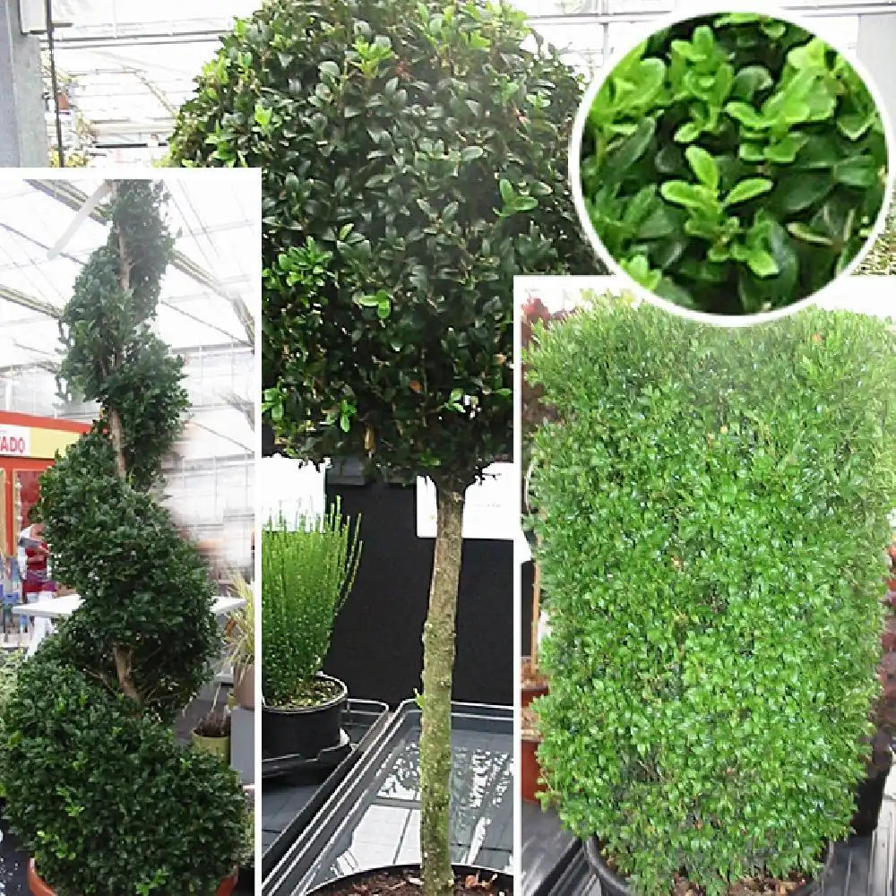 BUXUS sempervirens