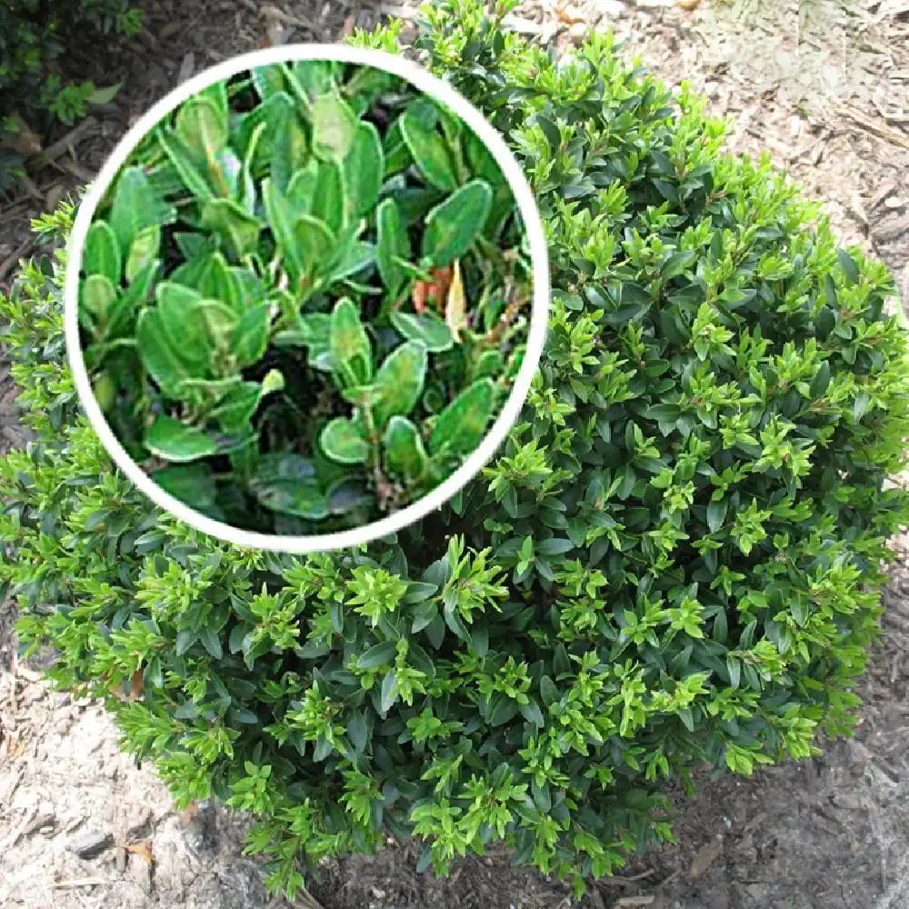 BUXUS sinica var. insularis