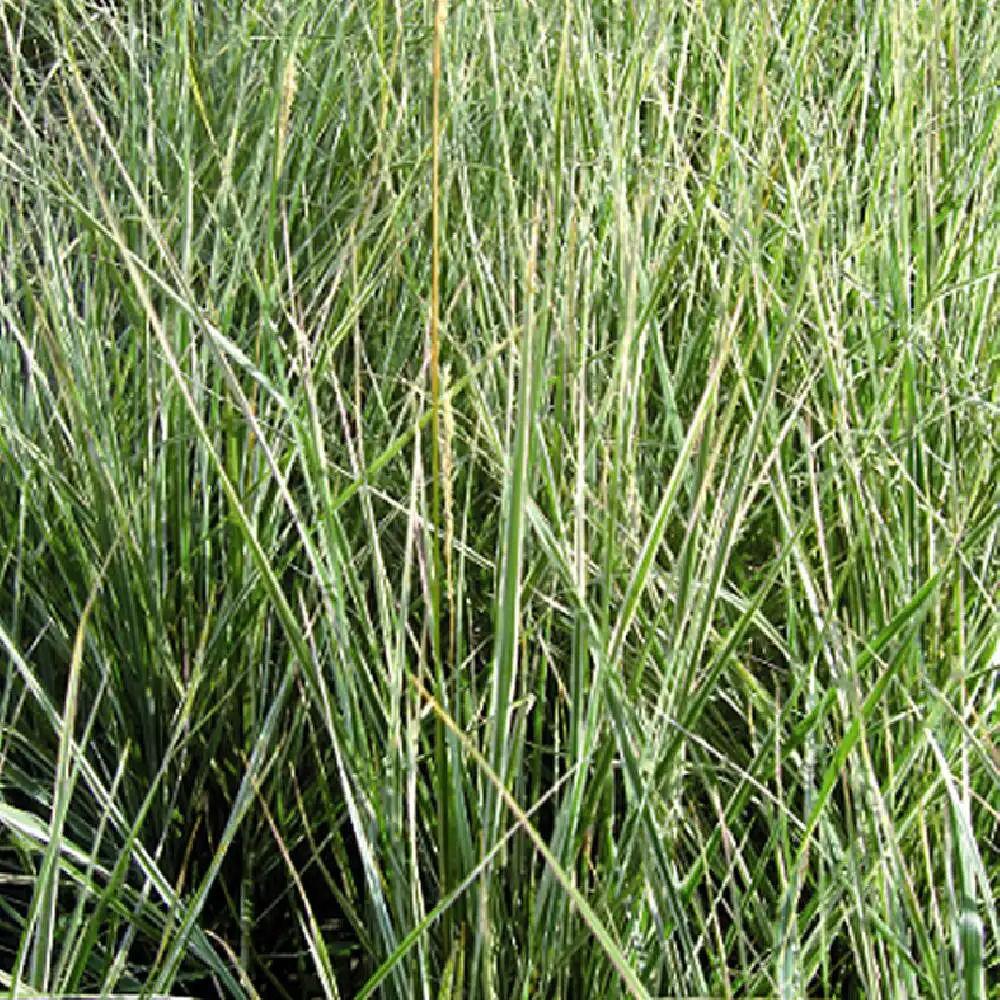 CALAMAGROSTIS x acutiflora 'Avalanche'