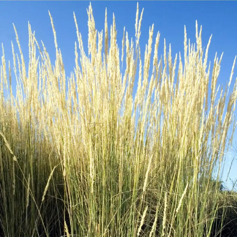 CALAMAGROSTIS x acutiflora