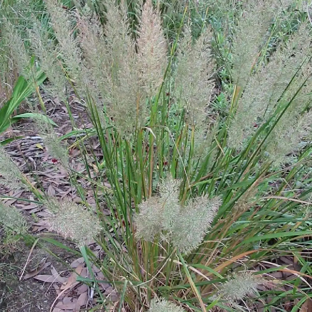 CALAMAGROSTIS brachytricha (= STIPA brachytricha)