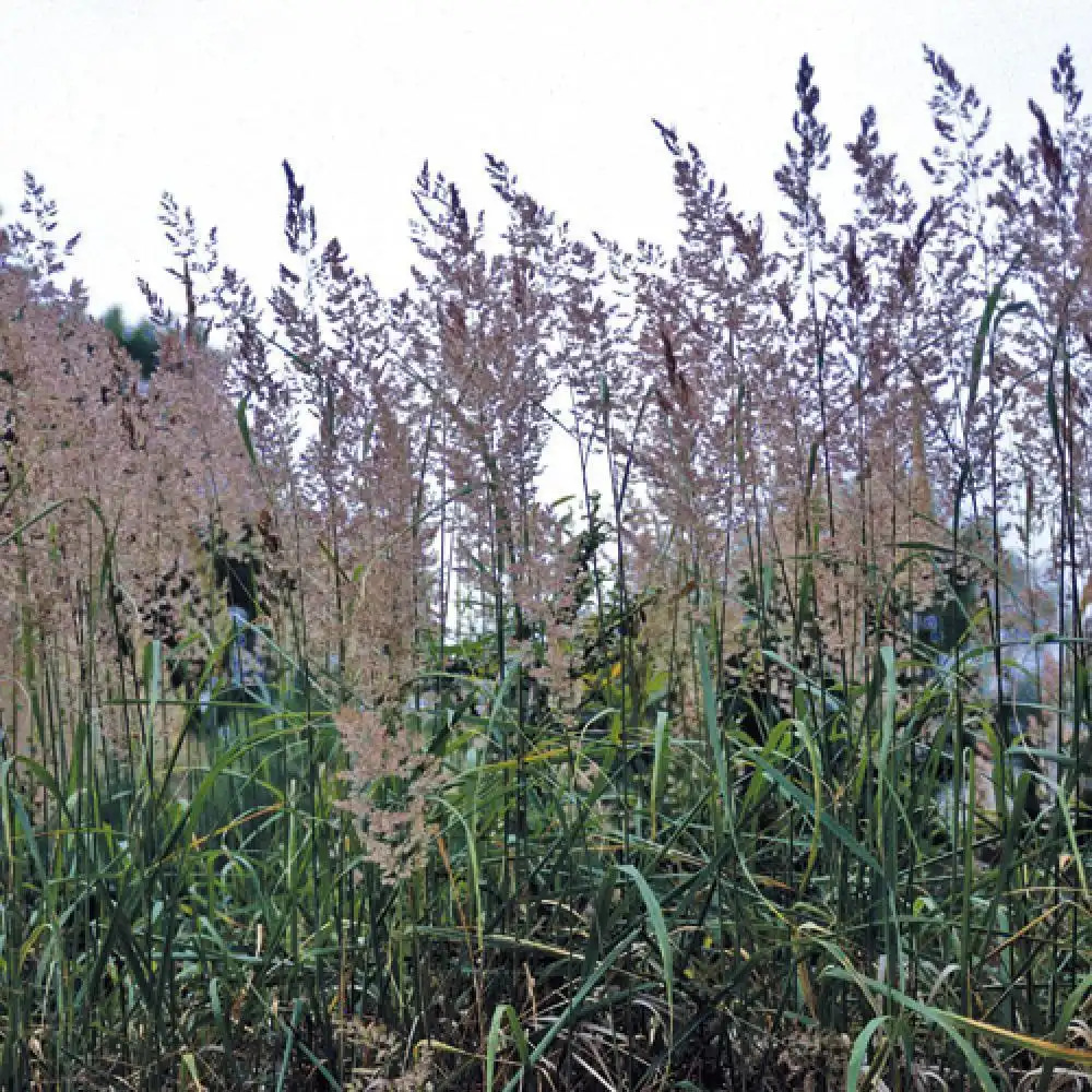 CALAMAGROSTIS epigejos