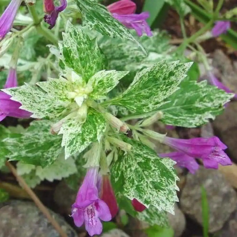 CALAMINTHA grandiflora 'Variegata'