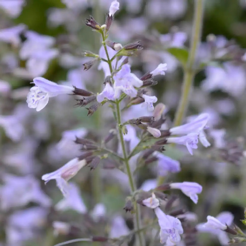 CALAMINTHA nepeta subsp. brauneana