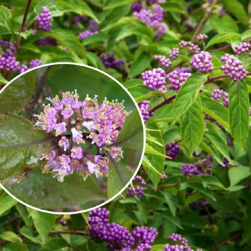 CALLICARPA bodinieri 'Imperial Pearl'®