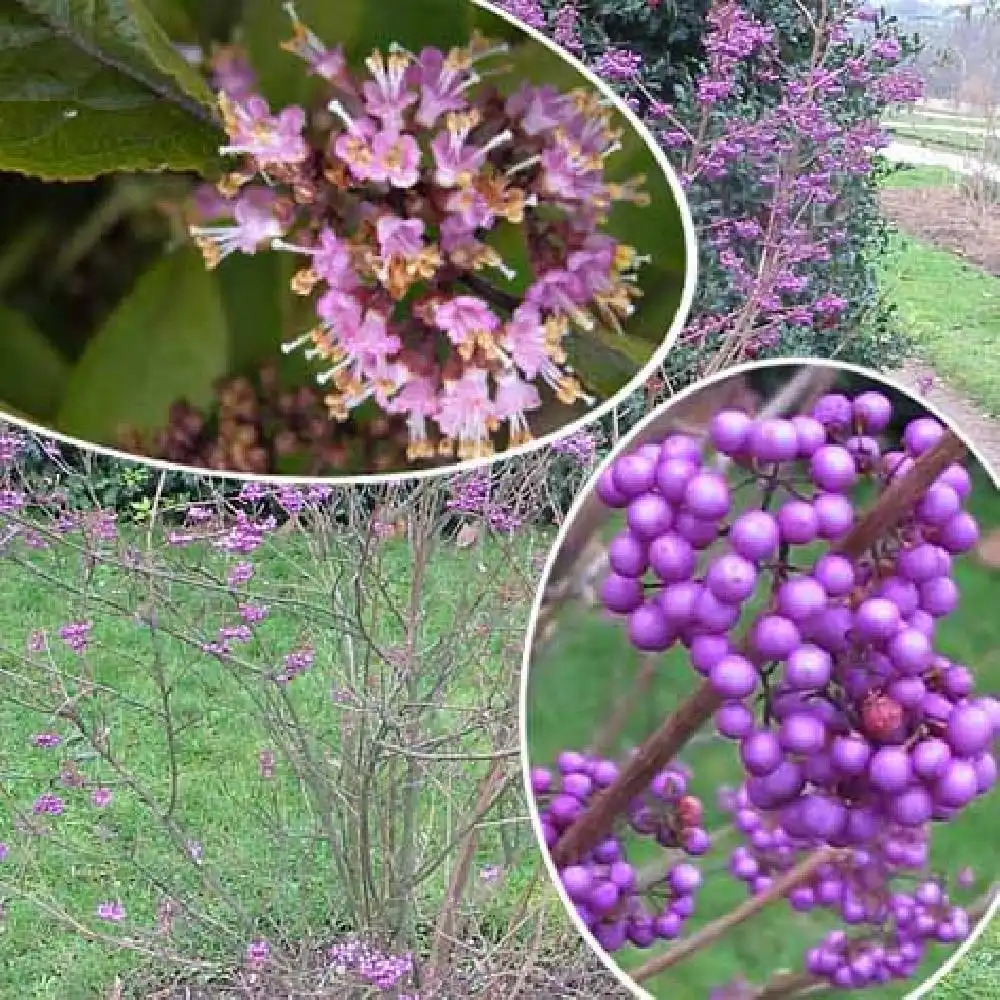 CALLICARPA bodinieri var. giraldii 'Profusion'