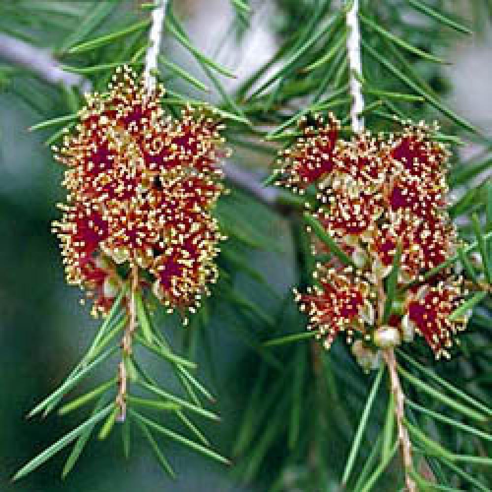 CALLISTEMON brachyandrus