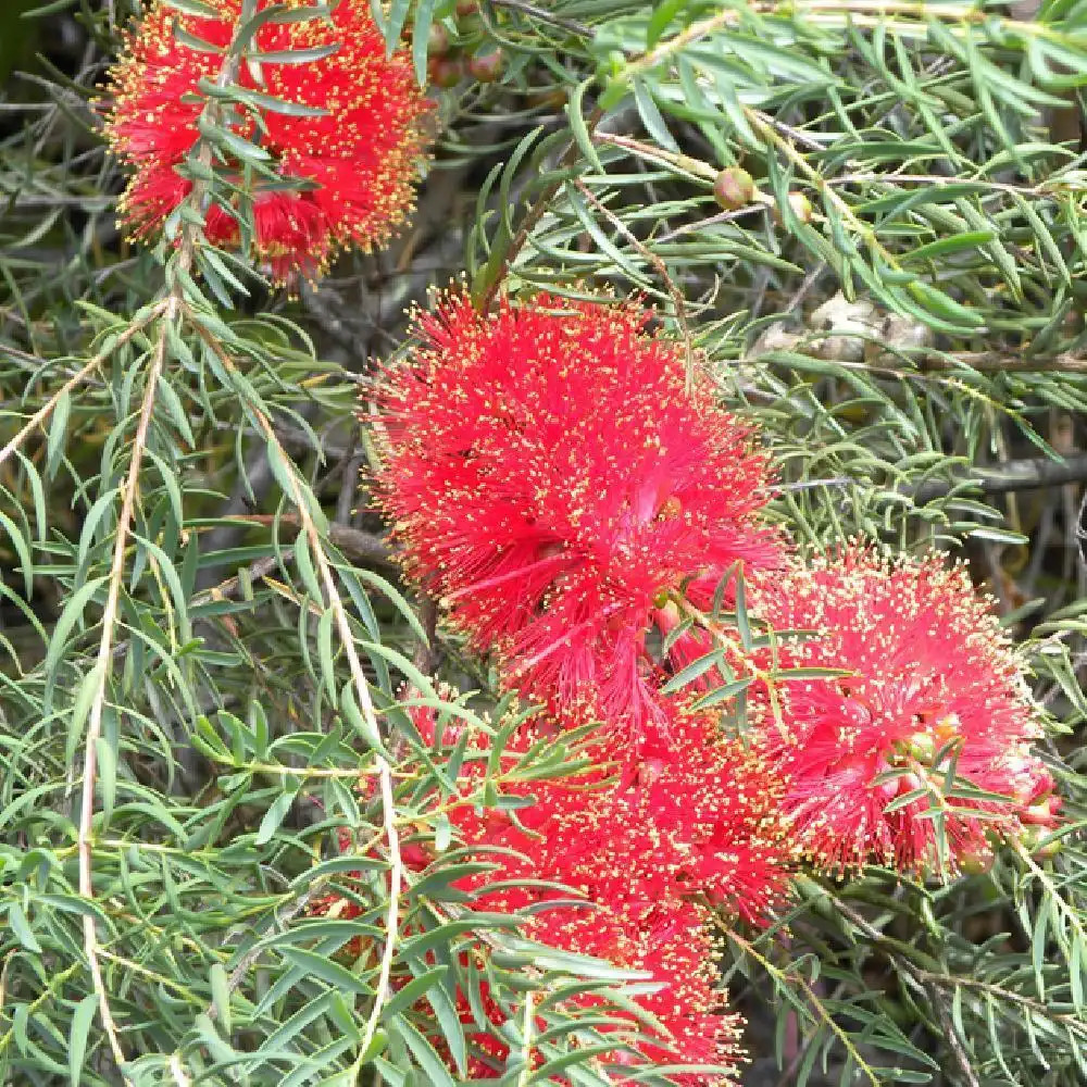 CALLISTEMON lanceolatus