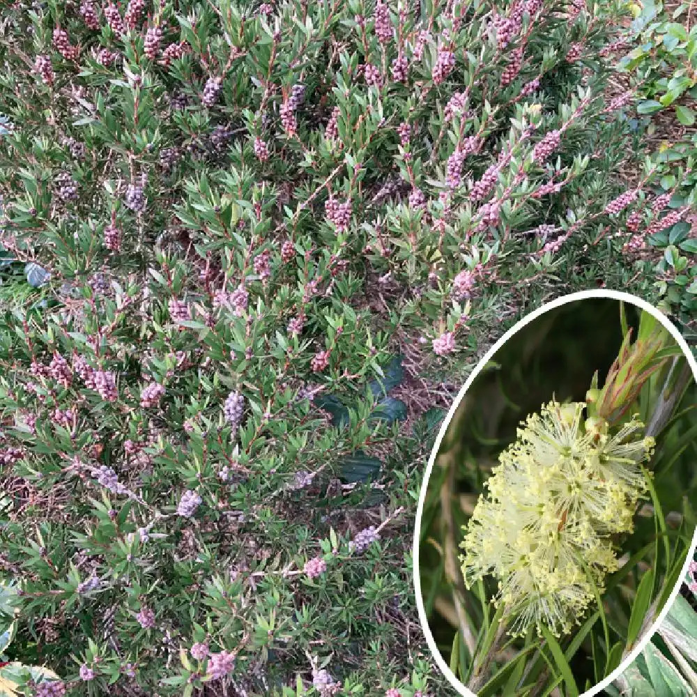 CALLISTEMON pityoides