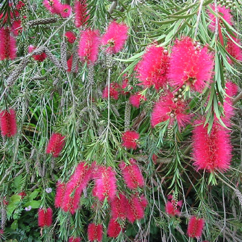 Callistemon : conseils de plantation et d'entretien