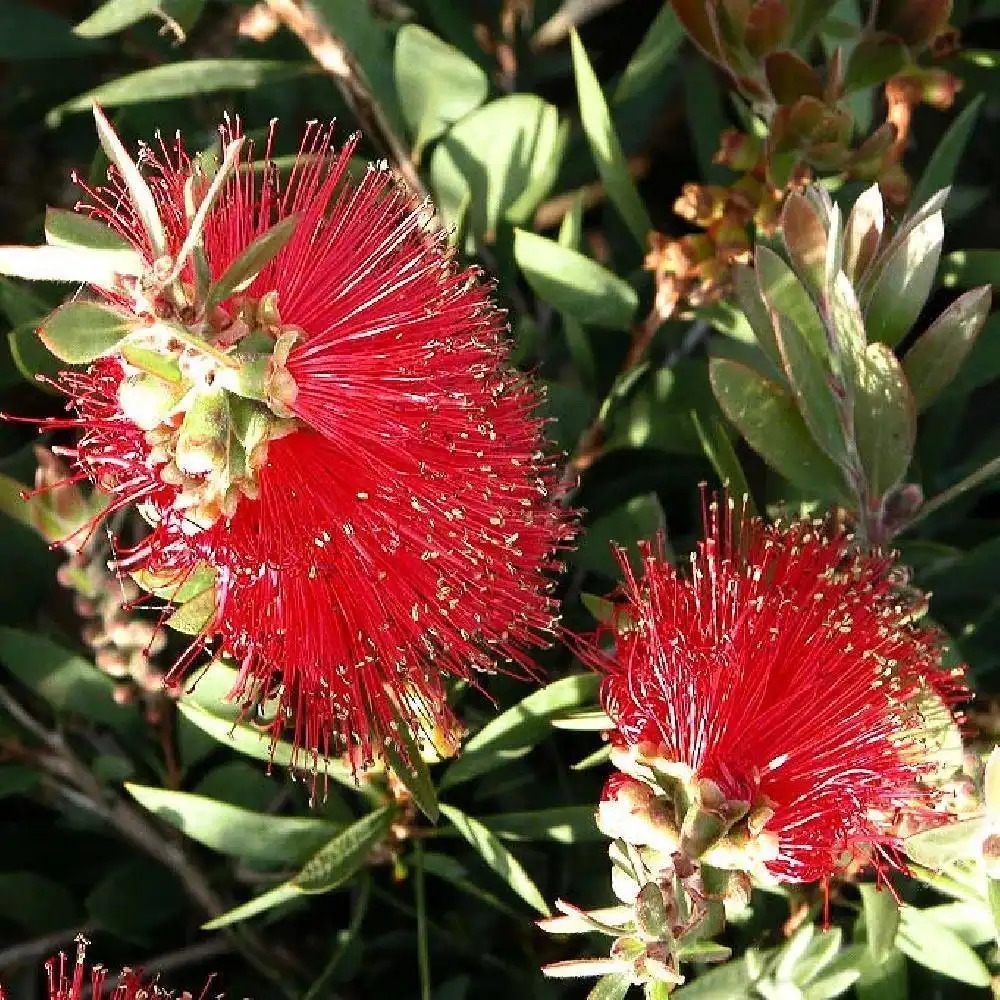 Rince bouteille rustique - Callistemon - Plante goupillon - Vente