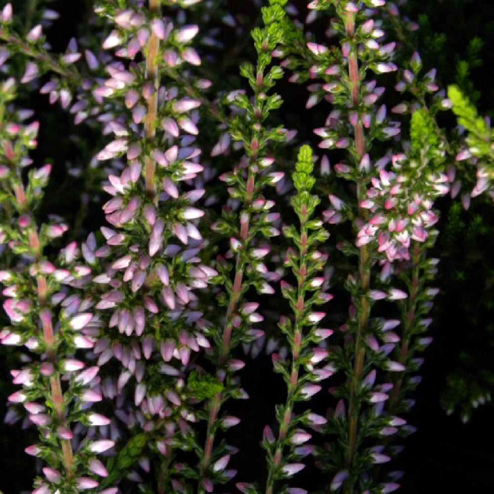 CALLUNA vulgaris 'Alicia'