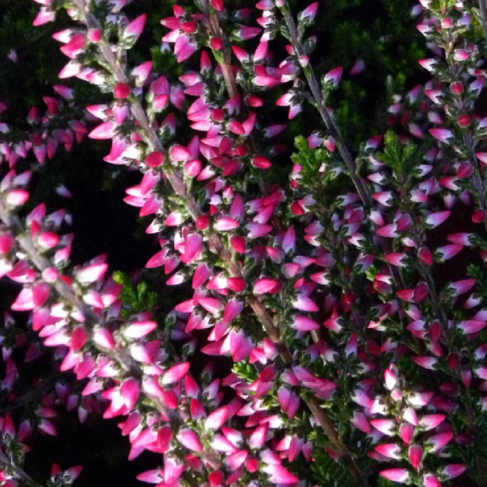 CALLUNA vulgaris 'Aphrodite'