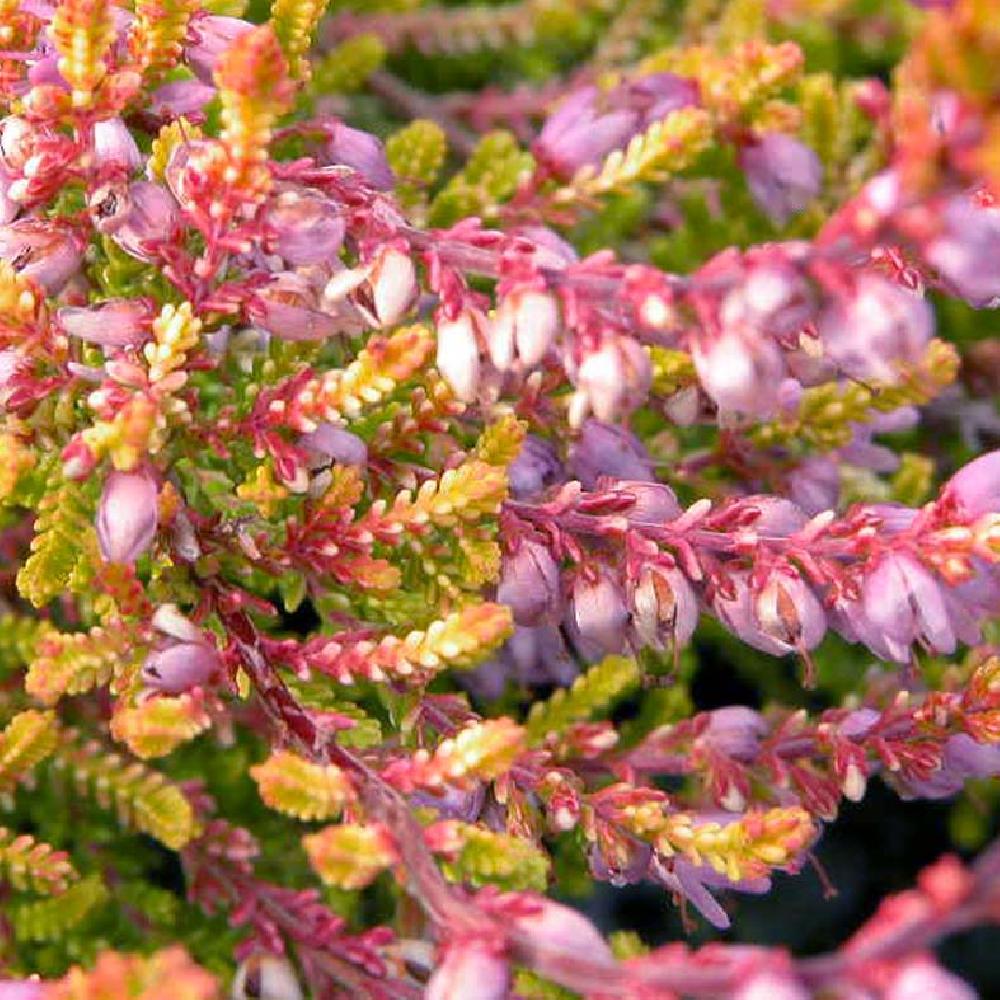 CALLUNA vulgaris 'Boskoop'