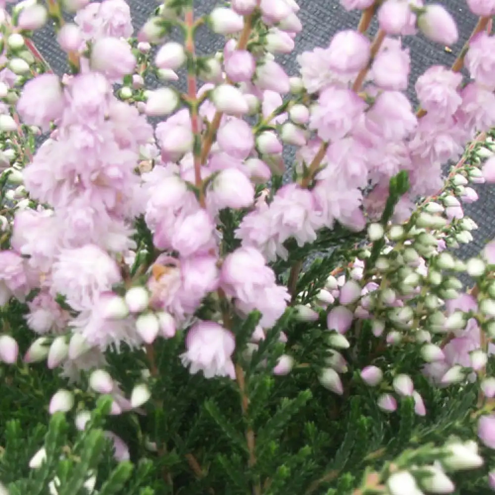 CALLUNA vulgaris 'County Wicklow'