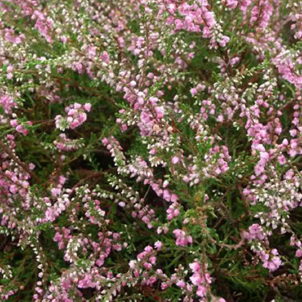 CALLUNA vulgaris 'Cramond'