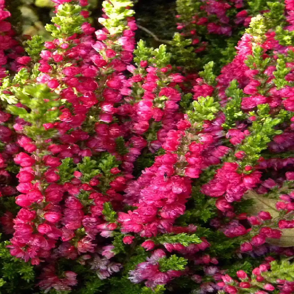 CALLUNA vulgaris 'Dark Beauty'