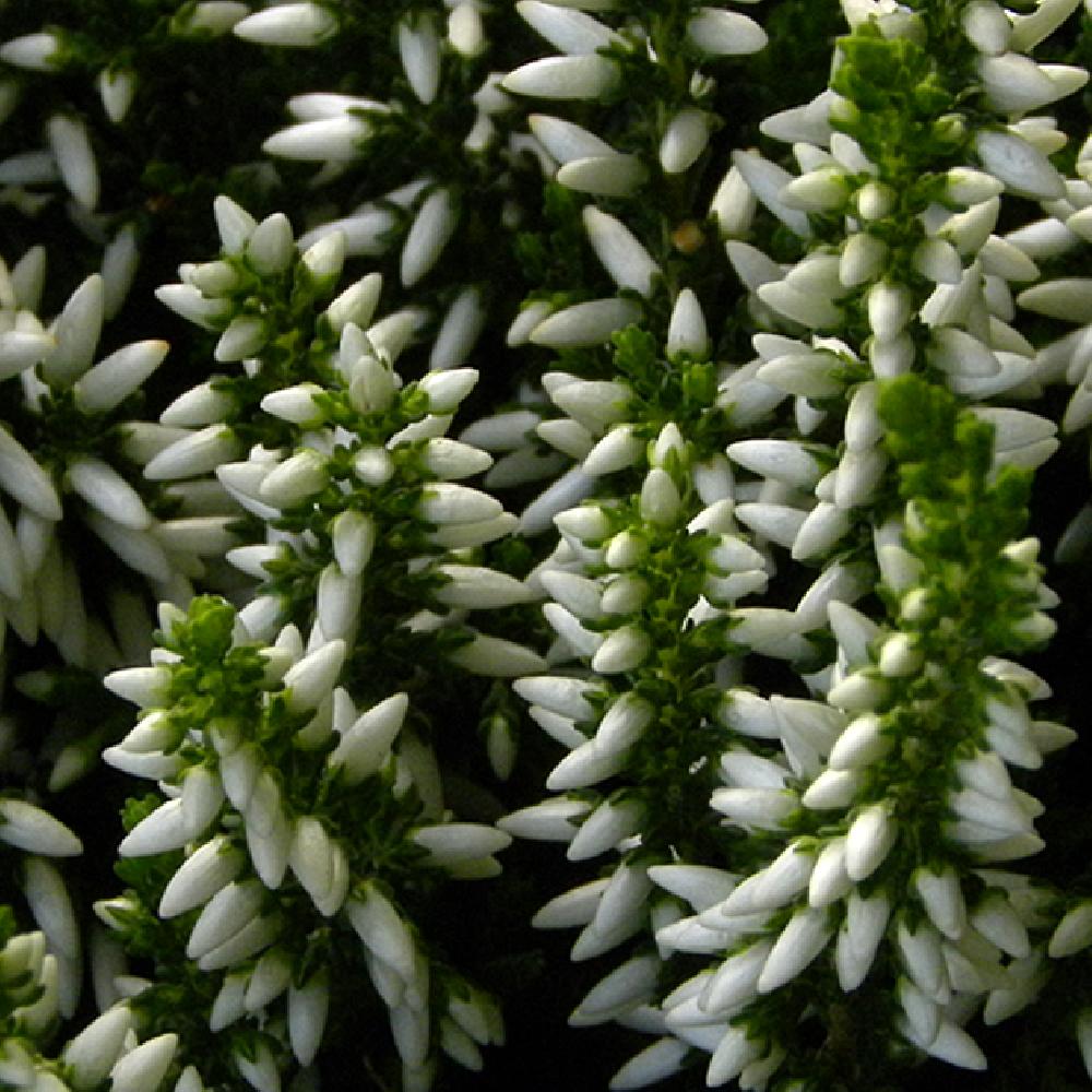 CALLUNA vulgaris 'Klaudine'