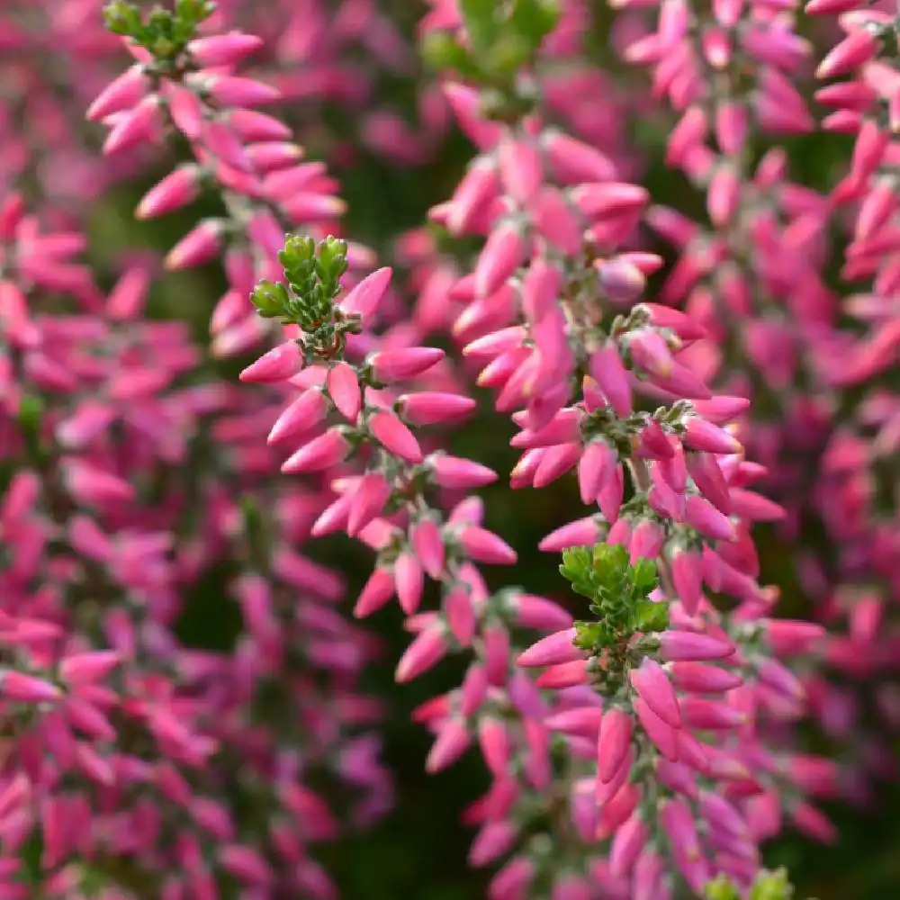 CALLUNA vulgaris 'Marleen'