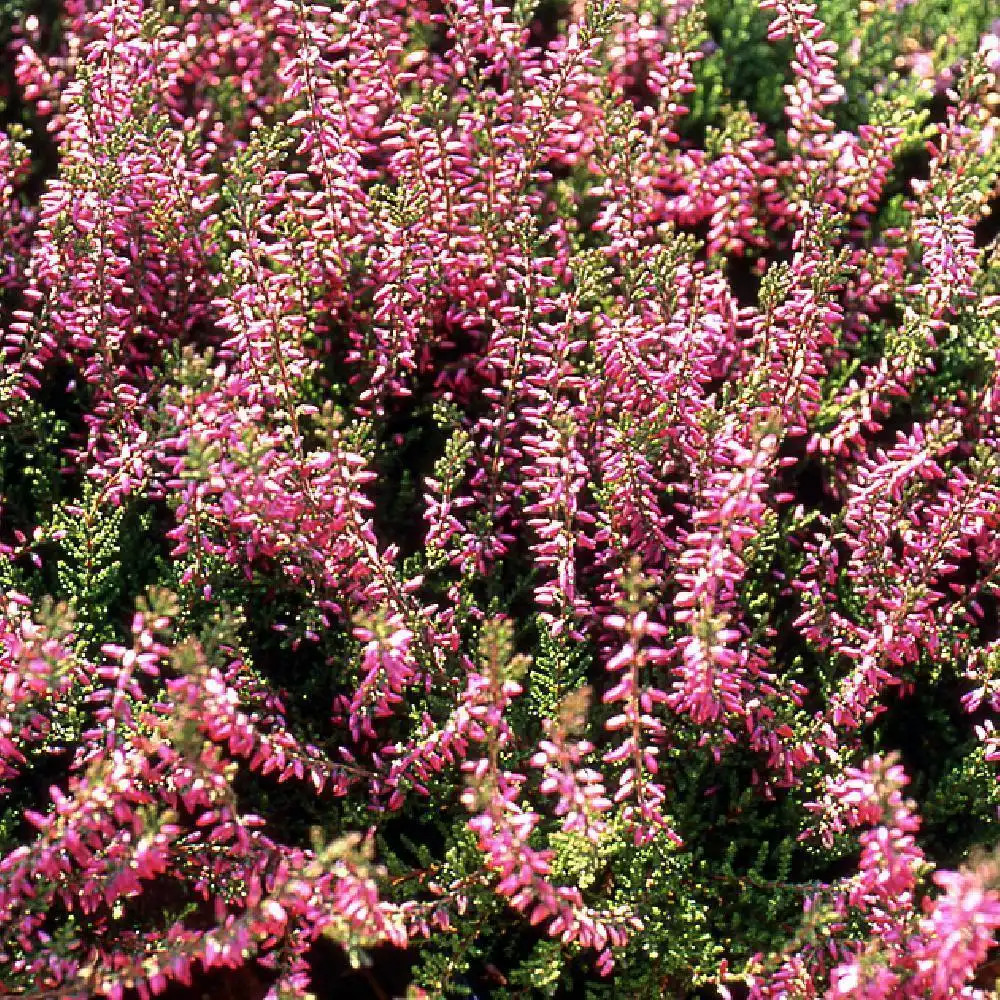 CALLUNA vulgaris 'Marlies'