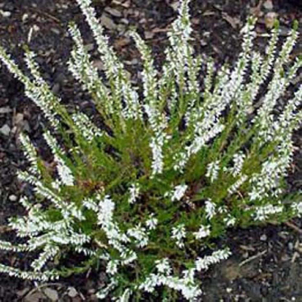 CALLUNA vulgaris 'Melanie'