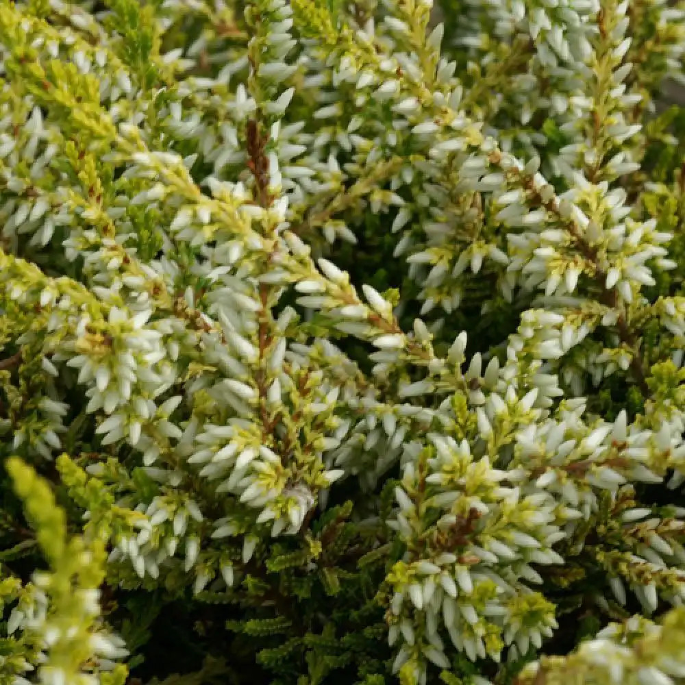 CALLUNA vulgaris 'Sandy'