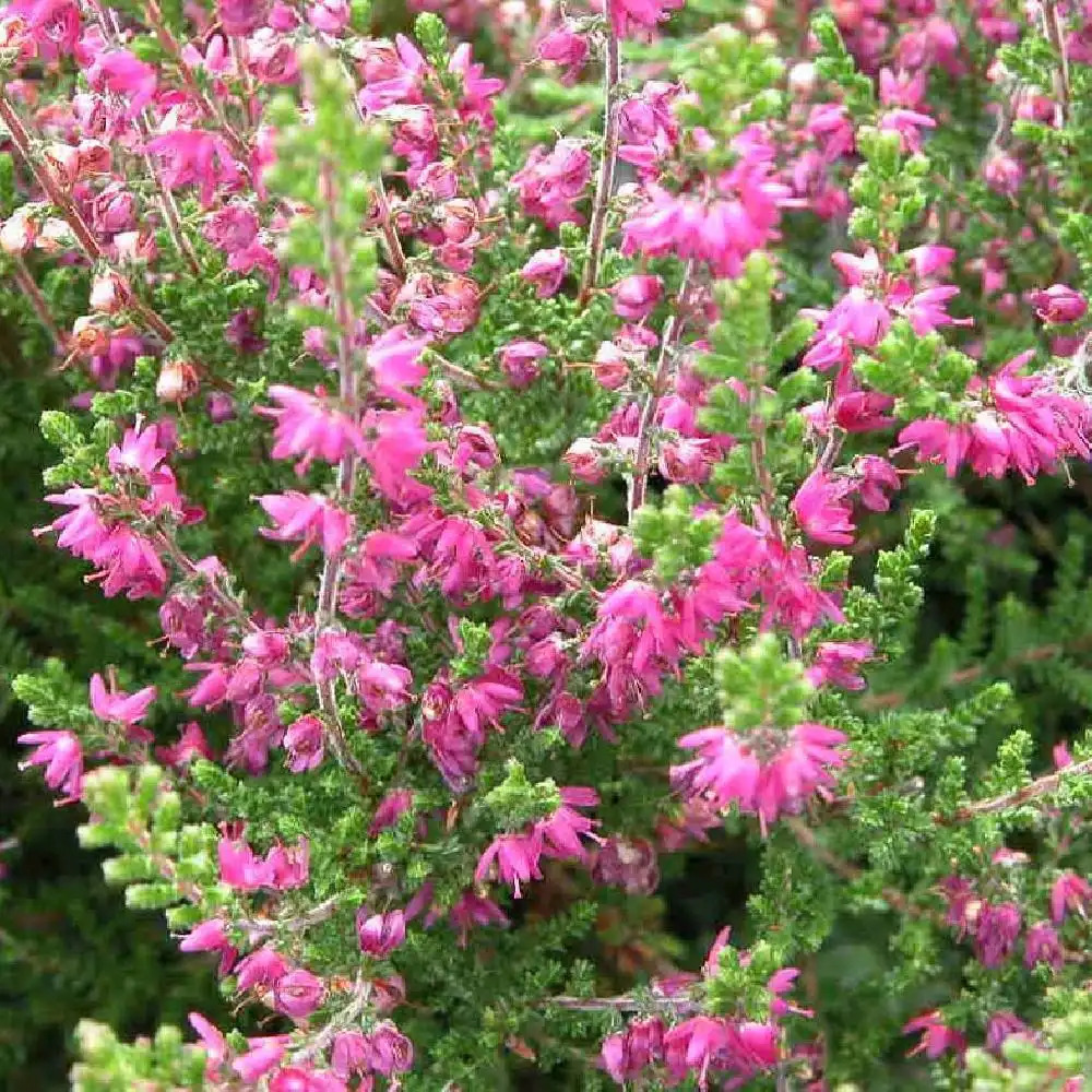 CALLUNA vulgaris 'Tib'