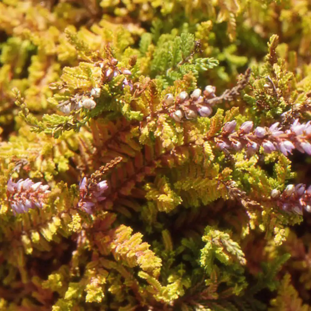 CALLUNA vulgaris 'Wickwar Flame'