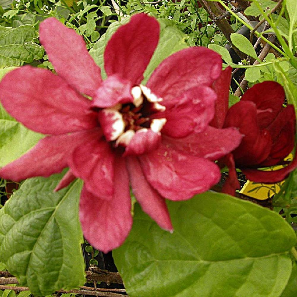 CALYCANTHUS raulstonii 'Hartlage Wine'