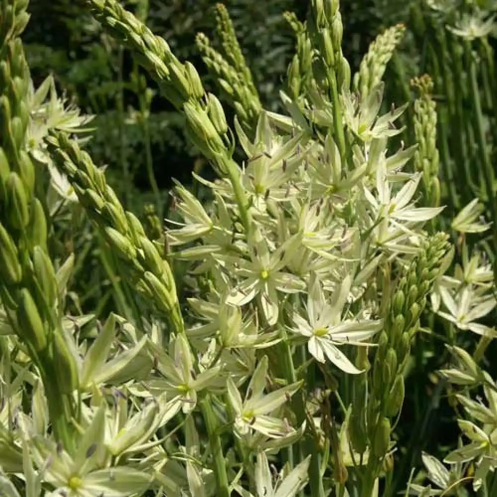 CAMASSIA leichtlinii 'Alba' (Lot de 3)