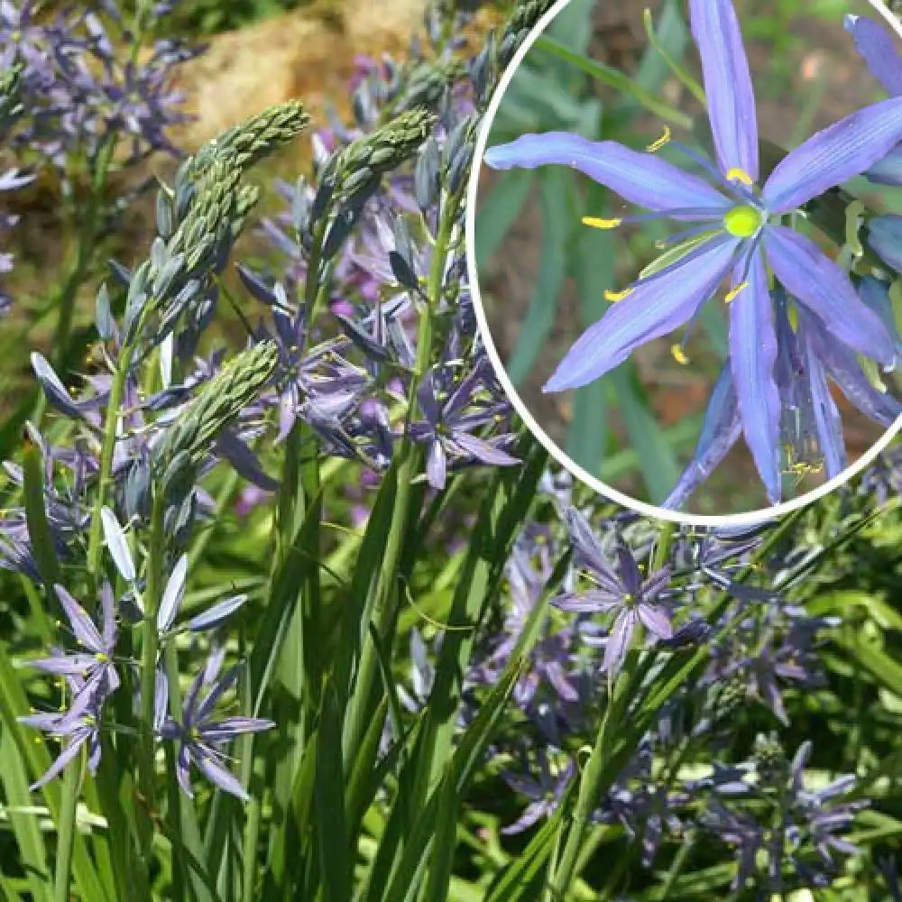 CAMASSIA leichtlinii 'Caerulea'