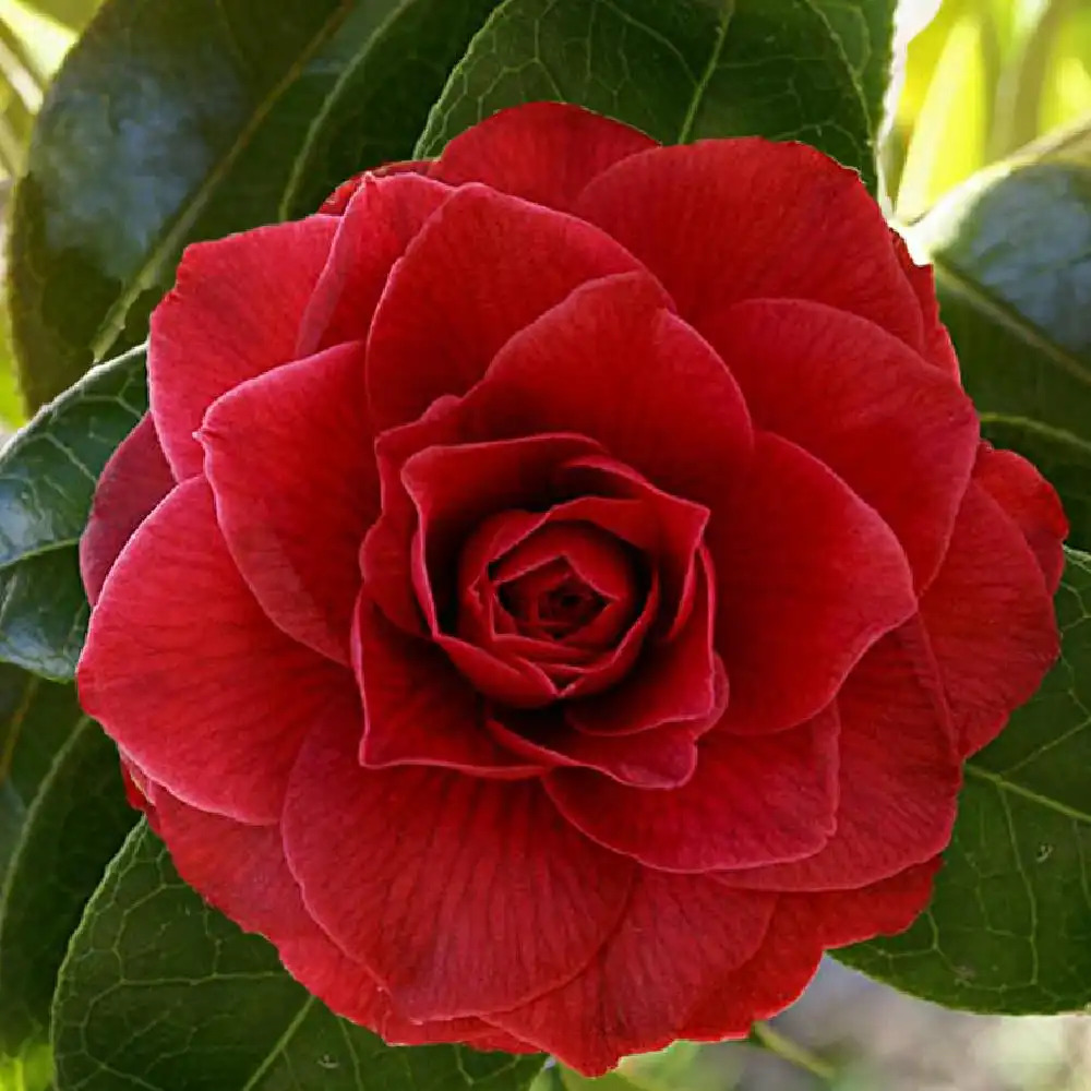 CAMELLIA 'Black Lace'