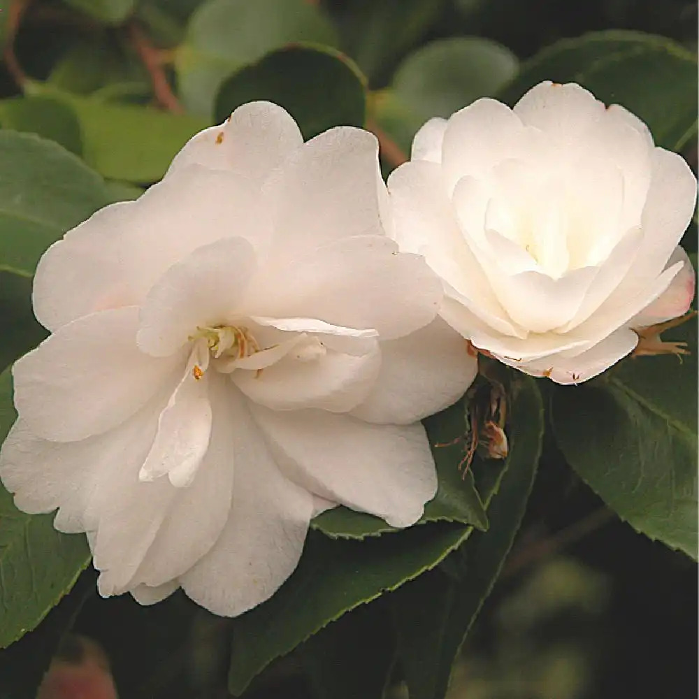 CAMELLIA 'Cinnamon Cindy'