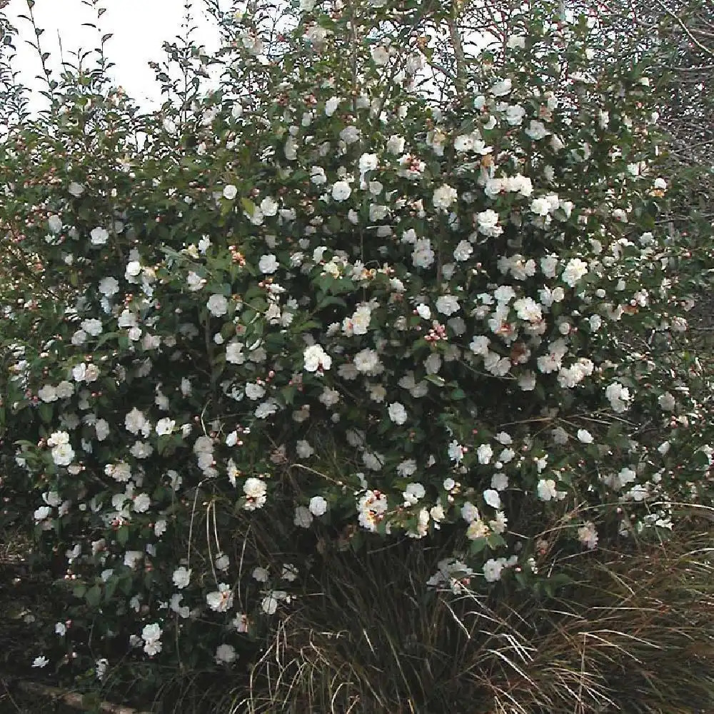 CAMELLIA 'Cinnamon Cindy' - Camélia - pépinières Lepage Bretagne Bord de mer