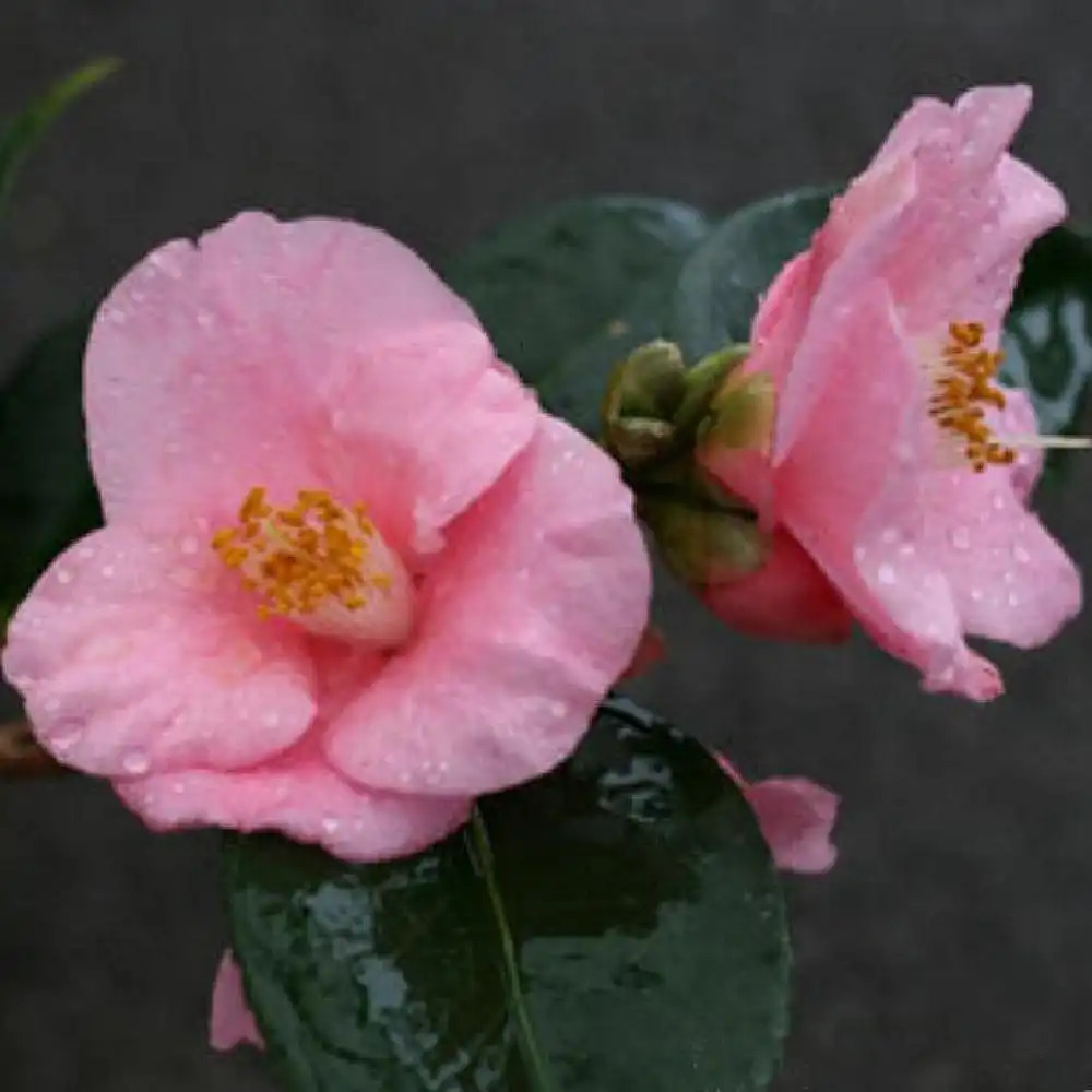 CAMELLIA 'Cornish Spring'