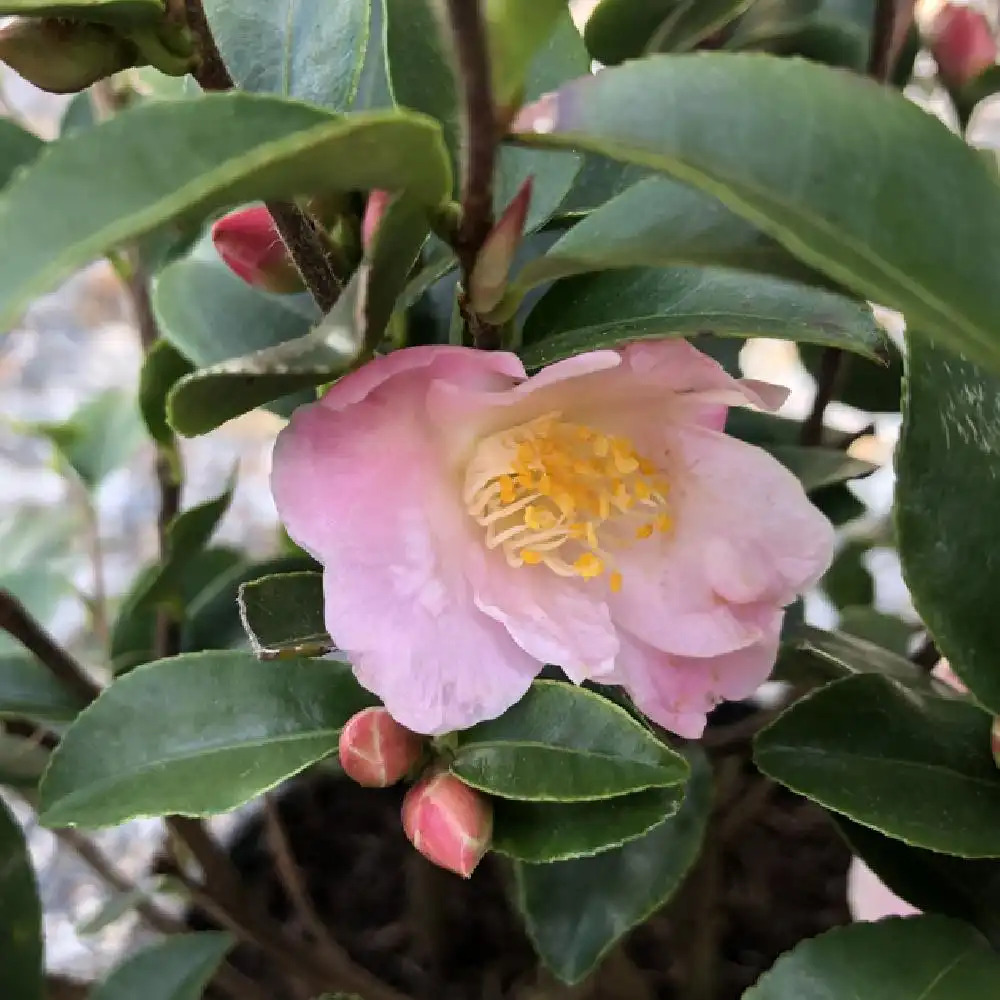 CAMELLIA 'Fairy Blush'