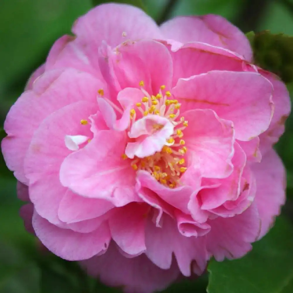 CAMELLIA 'Fragrant Joy'