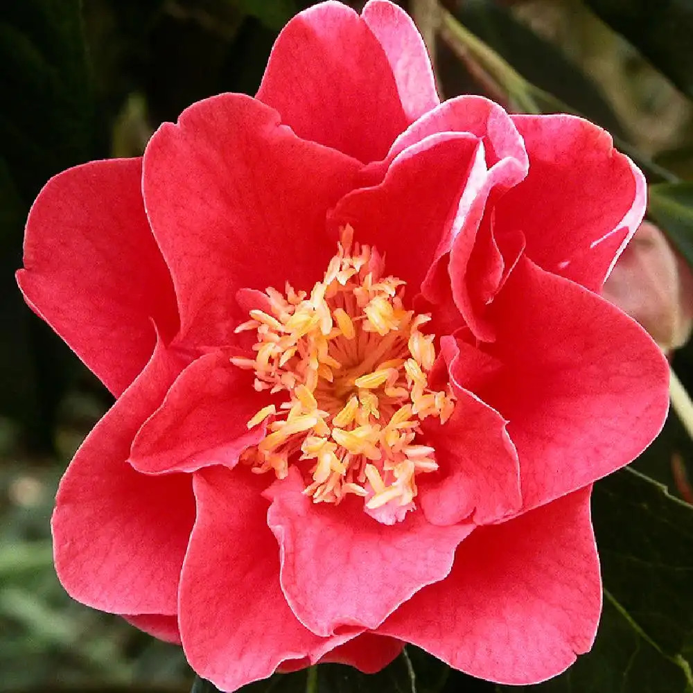 CAMELLIA 'Francie L'