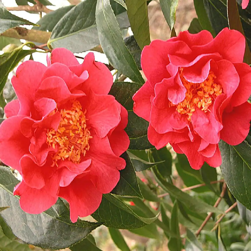 CAMELLIA 'Francie L'