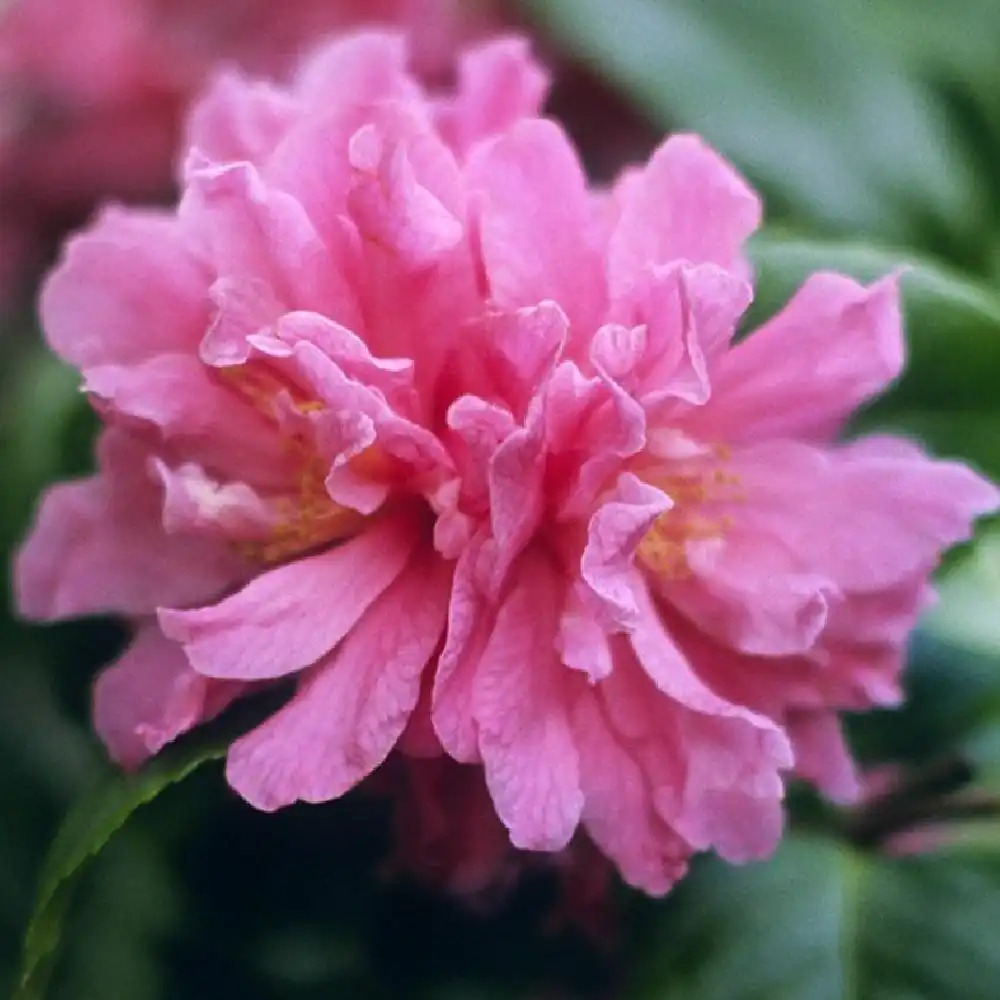 CAMELLIA 'Fragrant Pink'