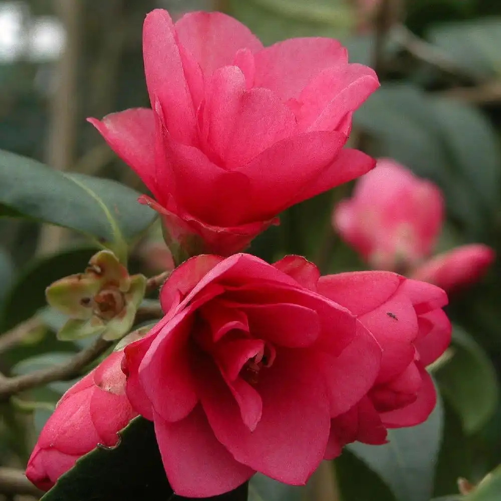 CAMELLIA 'Gay Baby'