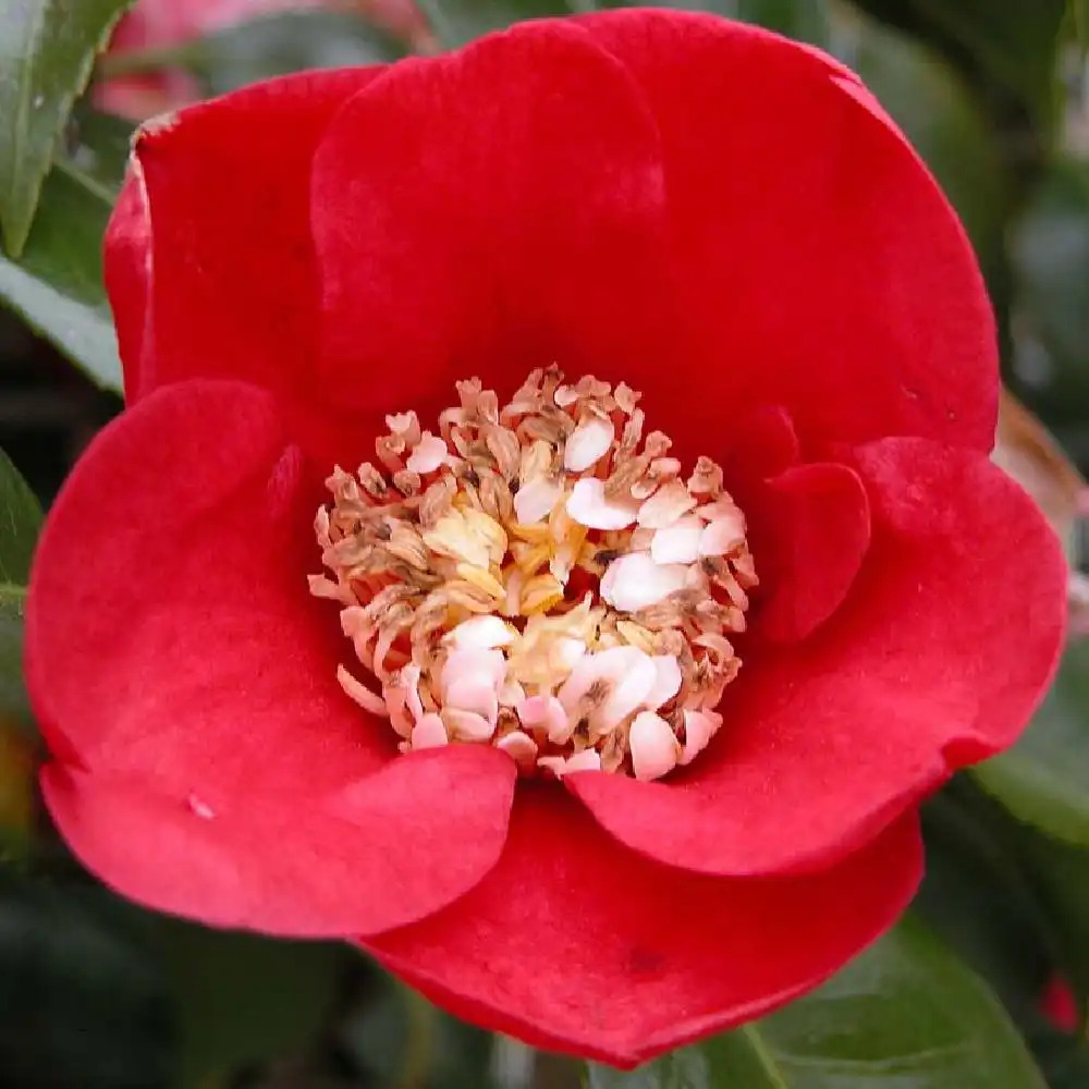 CAMELLIA japonica higo 'Kumagai'