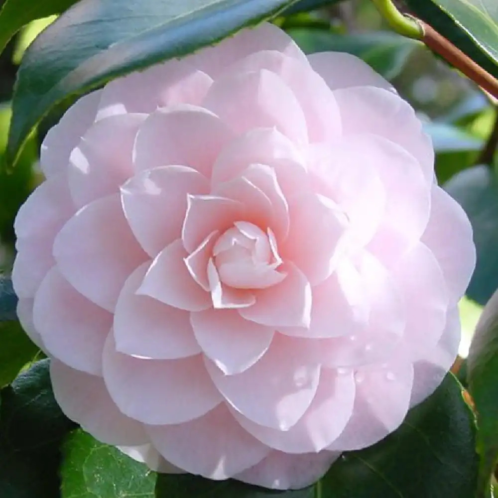 CAMELLIA japonica 'Ave Maria'